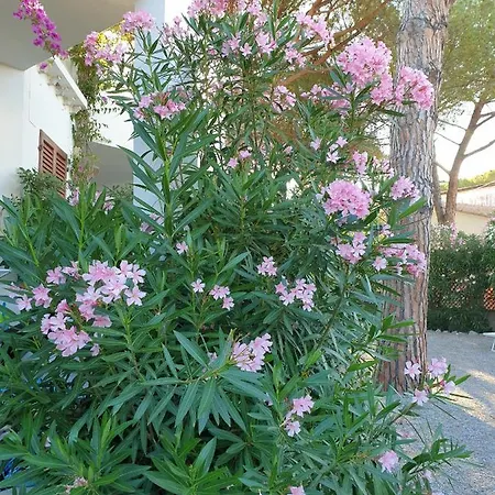 Apartament Montecristo 1 Marina di Campo