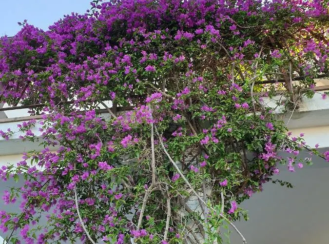 Montecristo 1 公寓 坎普码港