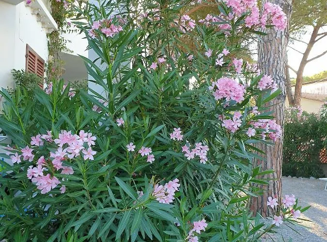 Appartamento Montecristo 1 Marina di Campo